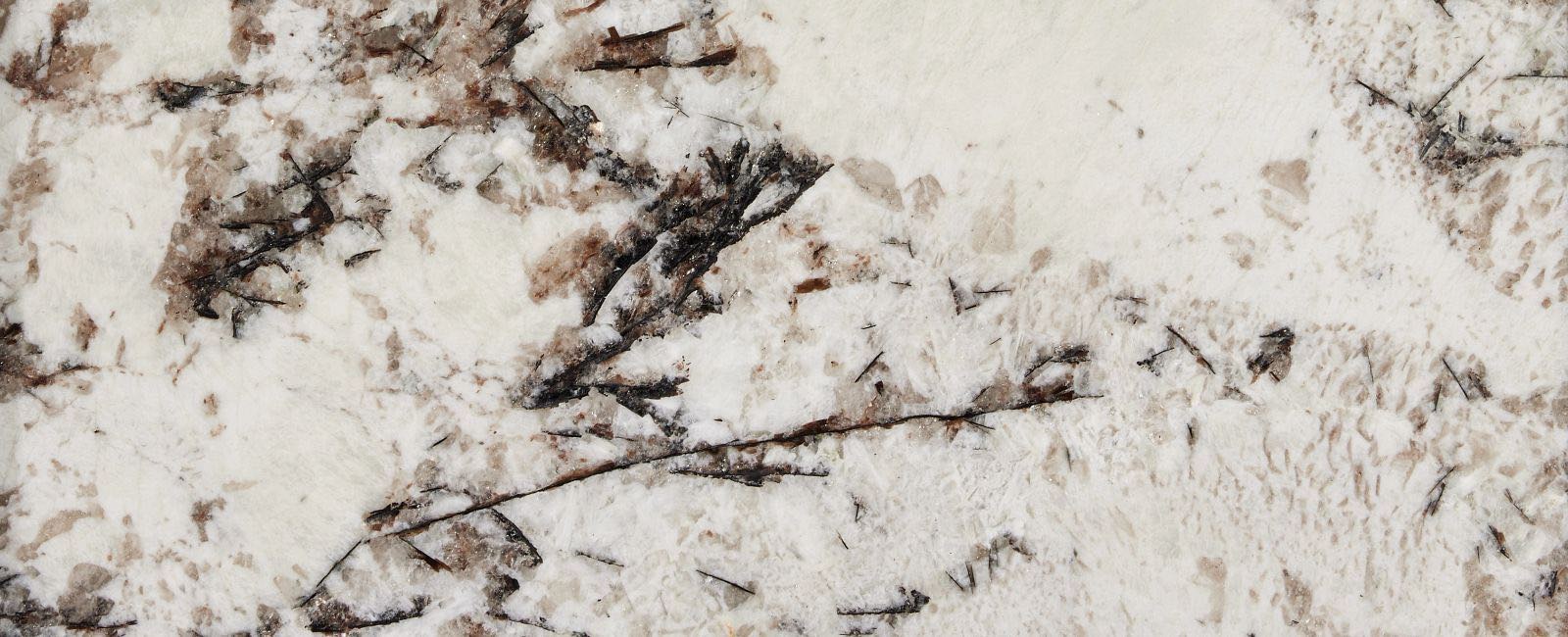 Delicatus White